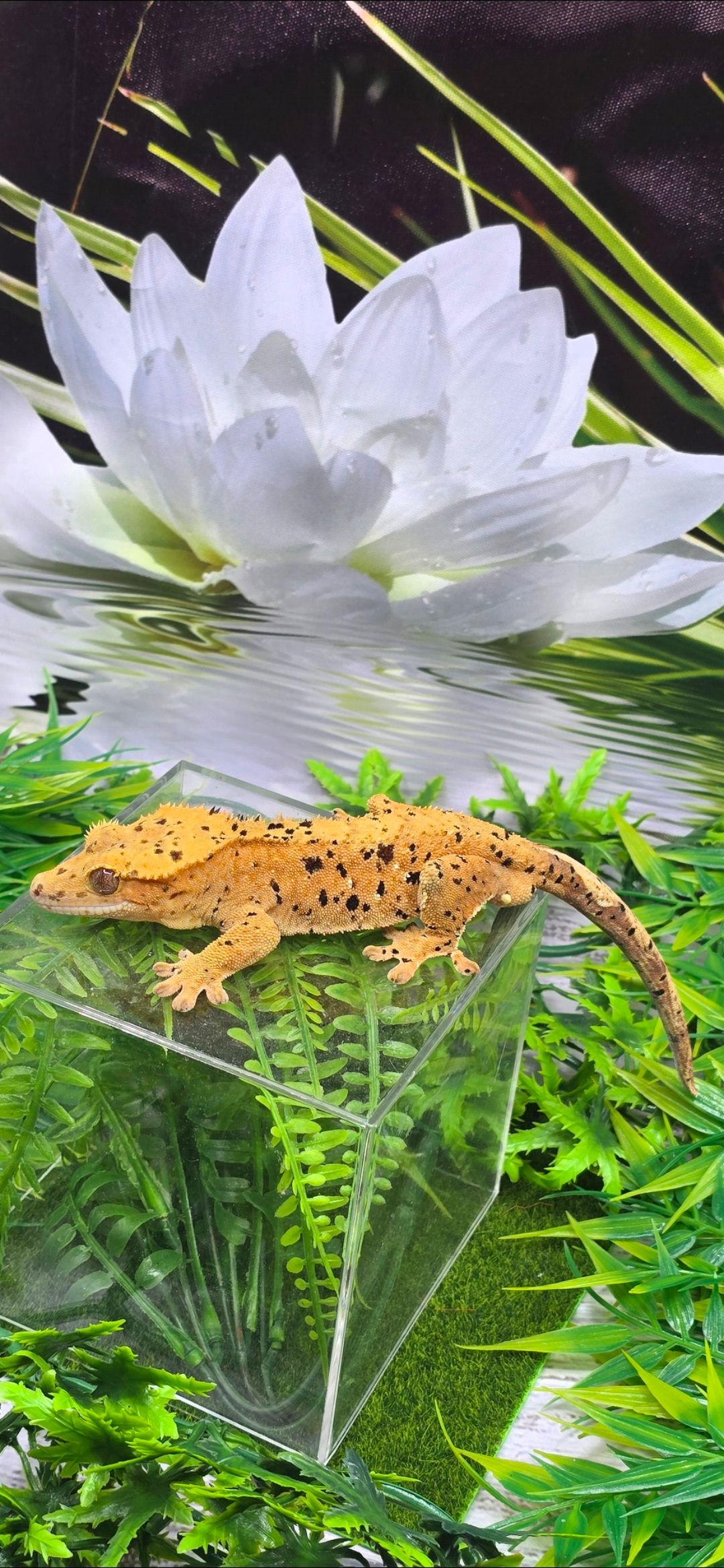 PROVEN Super Dal male- mystique x denis