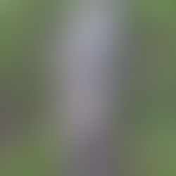 Casal de pescadores é atacado por jacaré de mais de 6 metros.