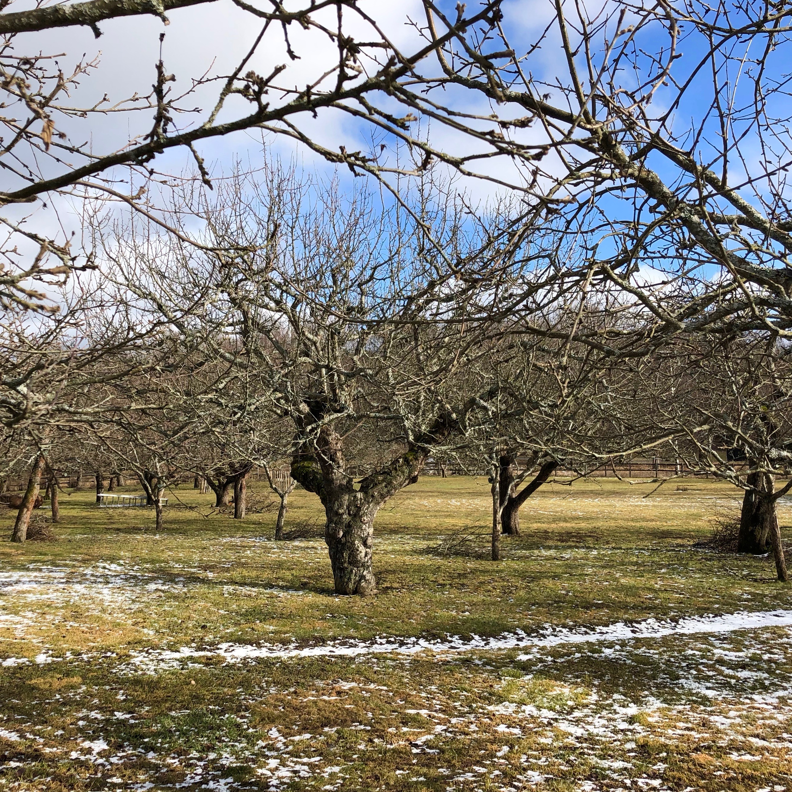 pruning fruit trees download free pruning fruit trees download free