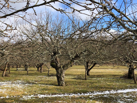 Pruning fruit trees