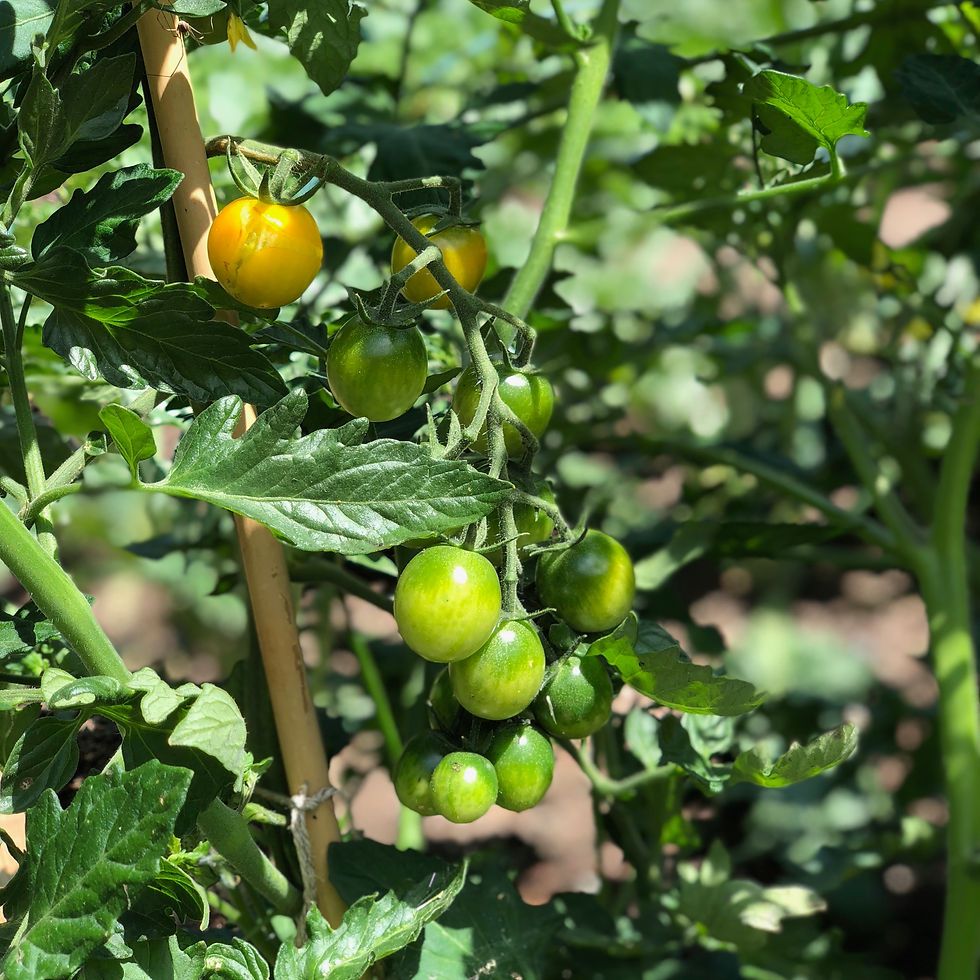 Yellow Mini tomatos