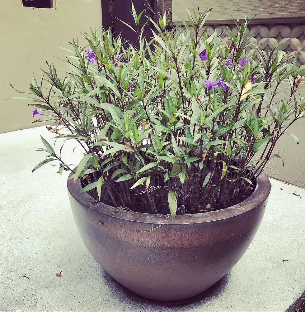 Potted plants by an entrance