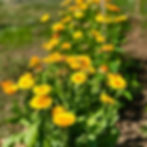 Marigolds as companion plants