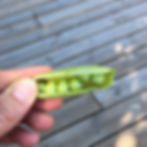 Early First May peas in a pod