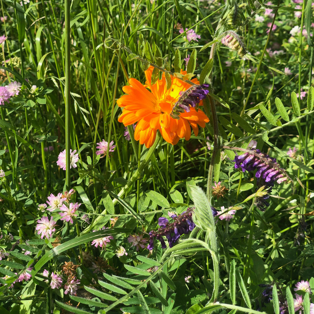 How to make a bee-garden