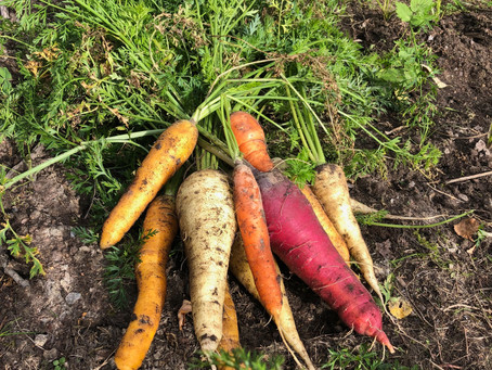 How to start a vegetable garden