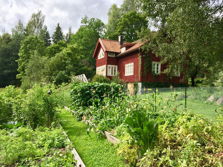 The vegetable garden 2017
