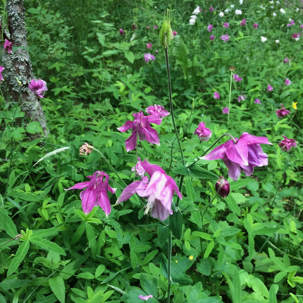 Cottage aquilegia