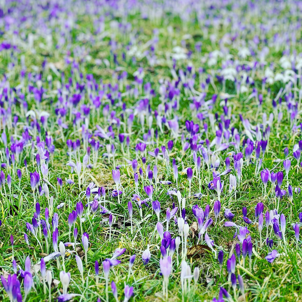 Spring bulbs at West Dean