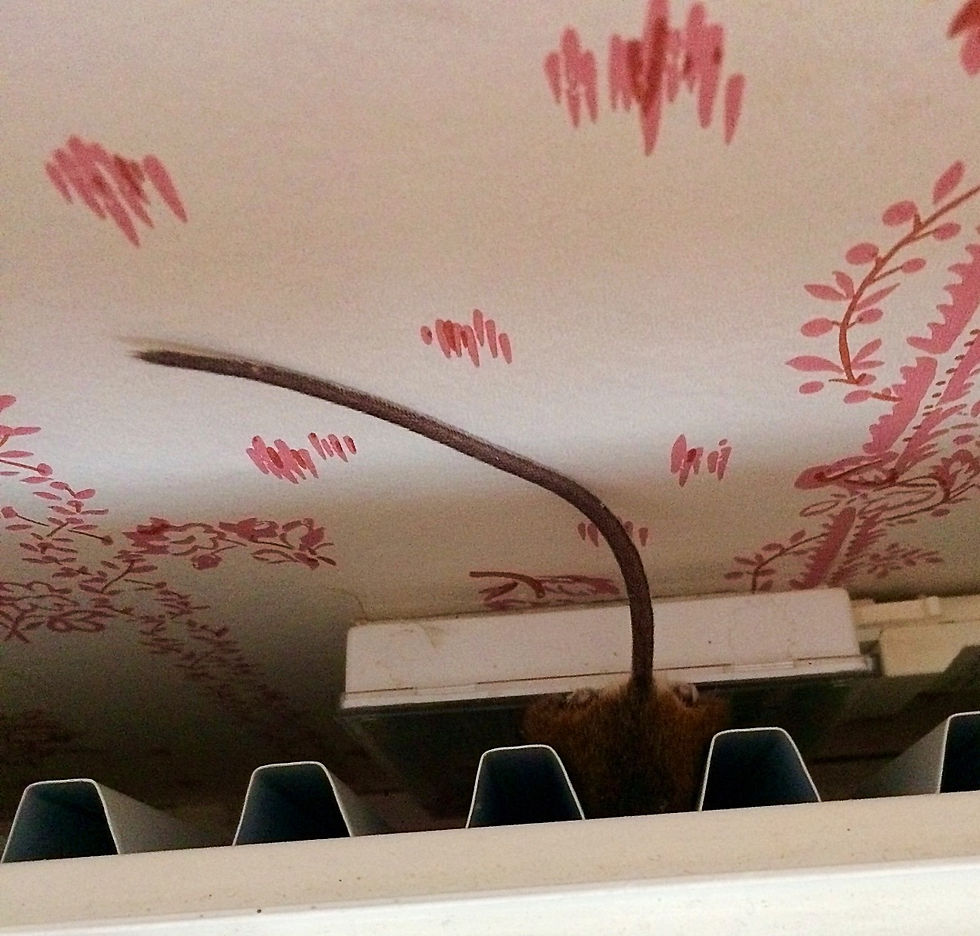 A fat little rodent trying to hide behind a radiator