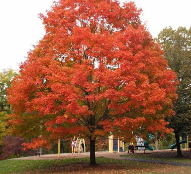 ‘Fall Fiesta’ (‘Bailsta’) Sugar Maple.jpg
