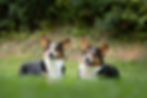 IMG_5941.JPEG