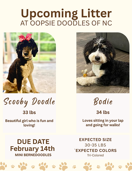 Upcoming Litter At Oopsie Doodles of NC-8.png