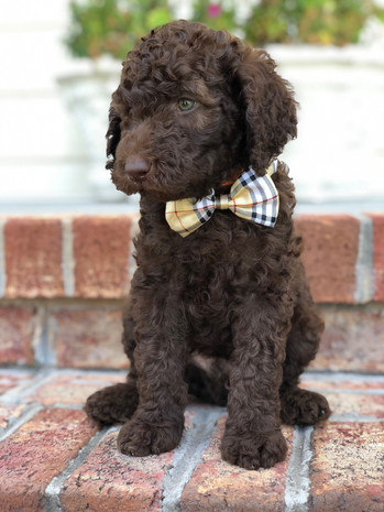 F1bb Labradoodle