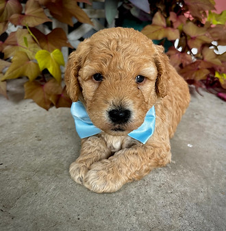 Bashful.JPG