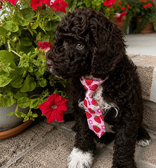 Cute Chocolate and white mini goldendoodle in NC