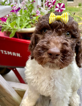 Yellow Bow.jpeg