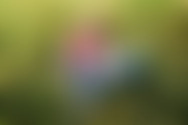 Spring Big Springs Park Engagement with Celeste & Rex