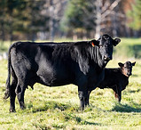 angus-cow-calf-scaled-e1749485119803-1536x1323.jpeg