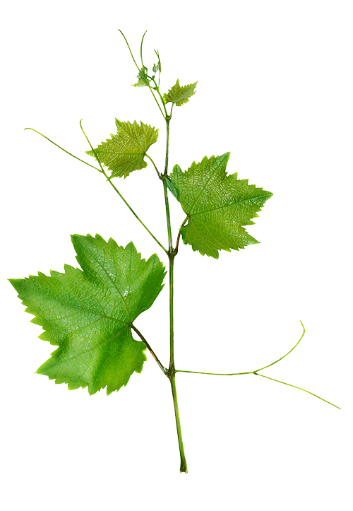 Vine-Image-500x.png
