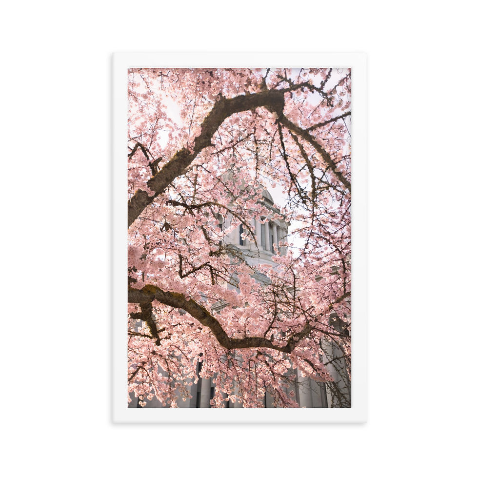 Miniatura: Cherry Blossom Capital Framed poster