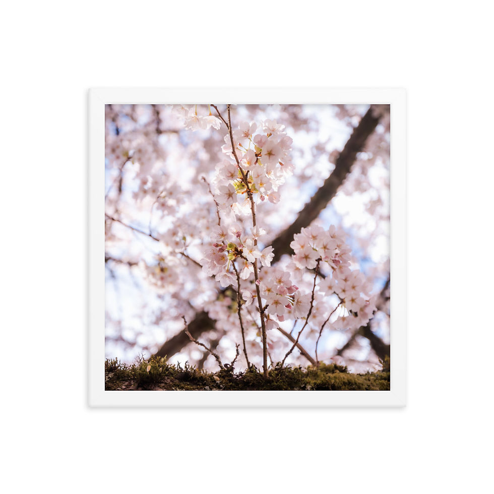Miniatura: Cherry Blossoms Framed poster