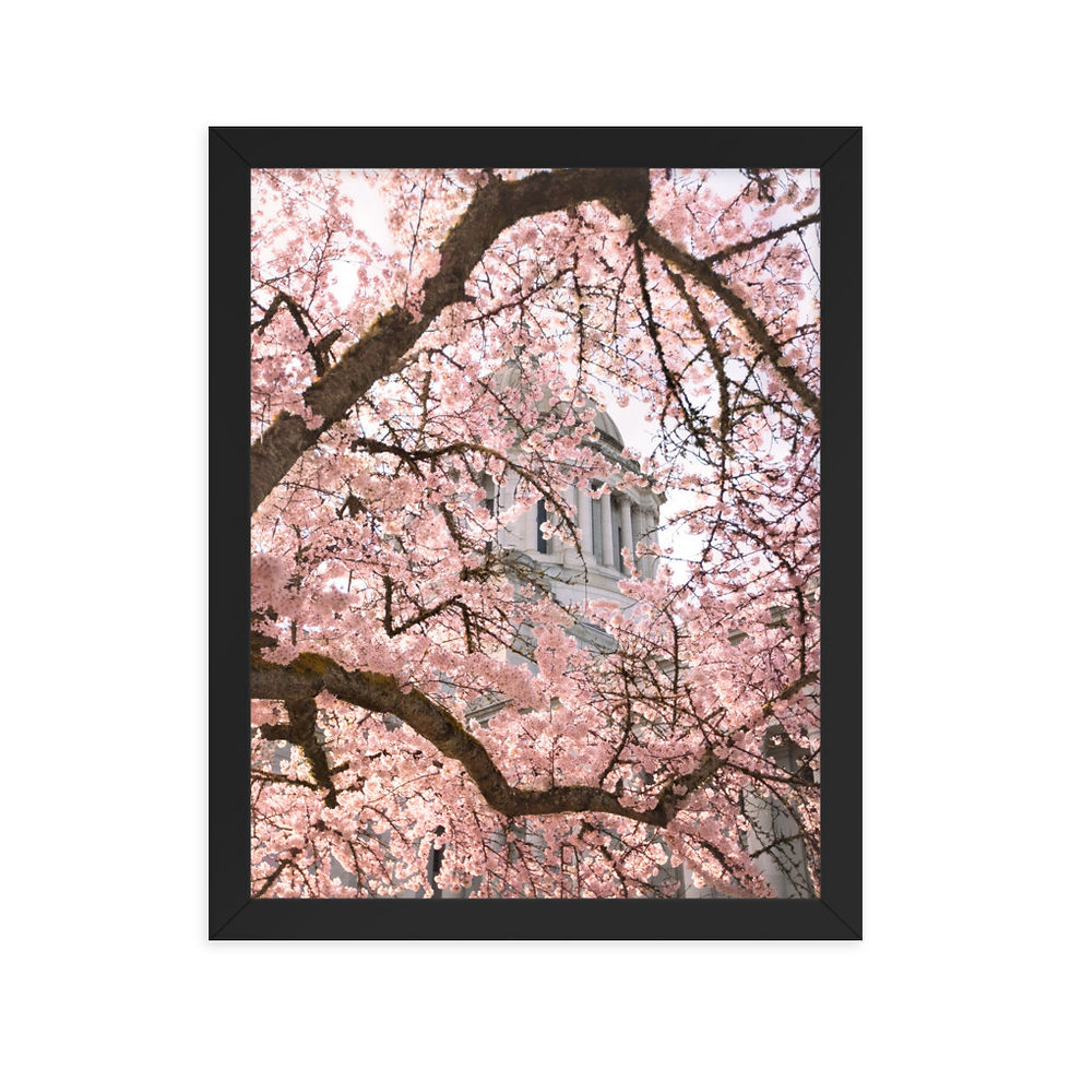 Miniatura: Cherry Blossom Capital Framed poster