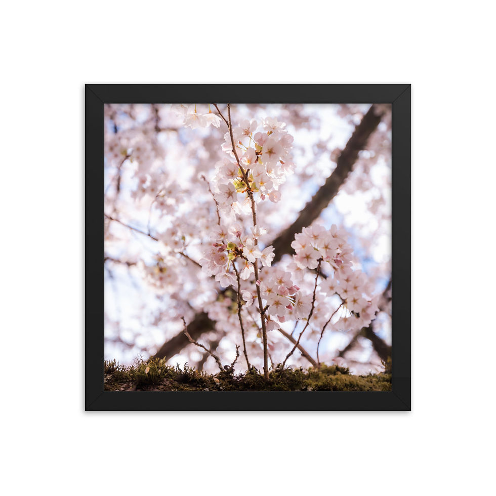 Miniatura: Cherry Blossoms Framed poster