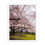 Thumbnail: Cherry Blossom Campus Framed poster