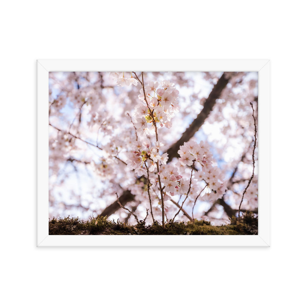Miniatura: Cherry Blossoms Framed poster