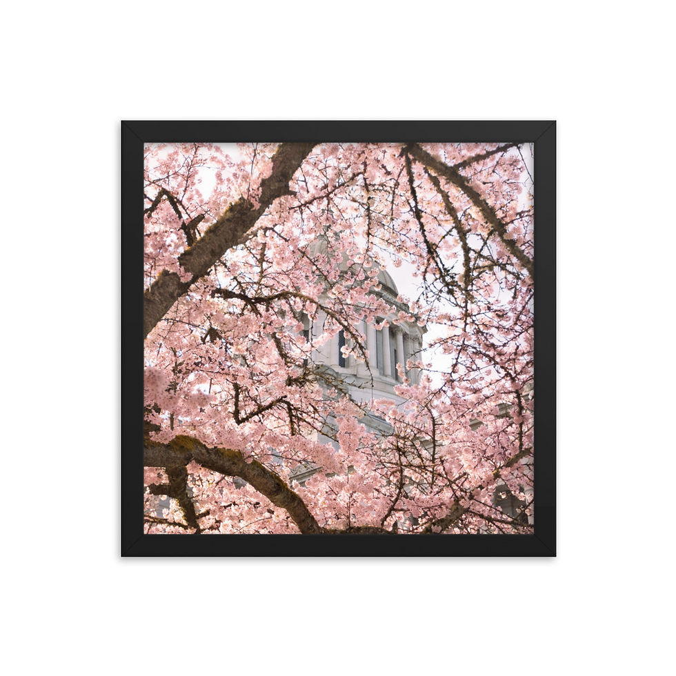 Miniatura: Cherry Blossom Capital Framed poster