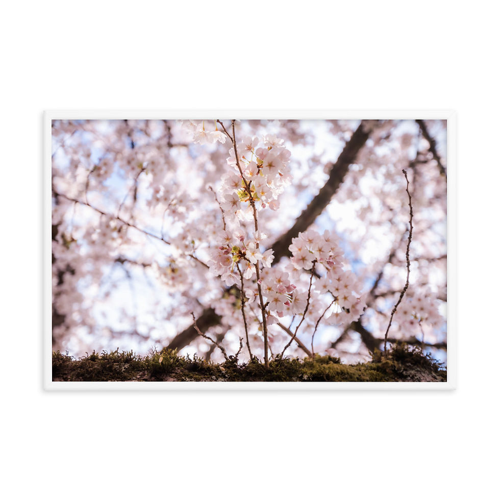 Miniatura: Cherry Blossoms Framed poster