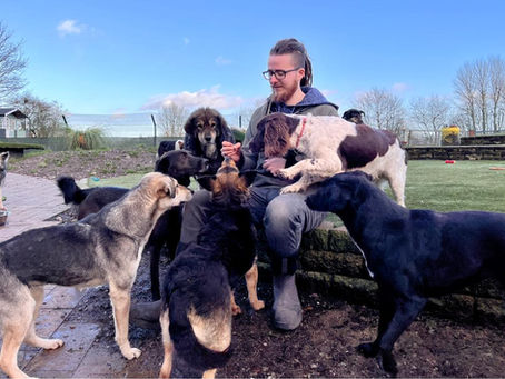 Dog trainer vs dog behaviourist: Which does your dog need?