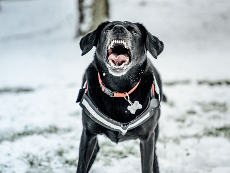 Why your reactive dog isn't improving