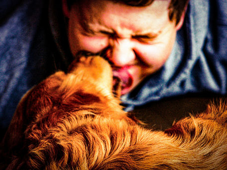 My dog is aggressive towards visitors: what should i do?