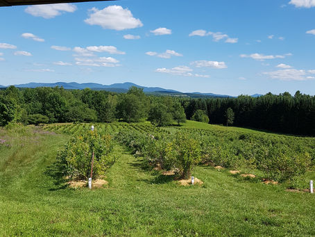 Dimanche 11 juillet, autocueillette de 9h à 14h