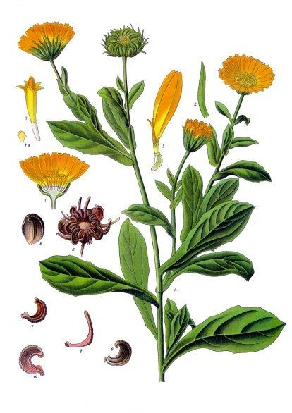 Miniature : Teinture mère de calendule