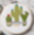 Front view of three cactus plants in different pots