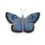 Thumbnail: Blue butterfly overhead view