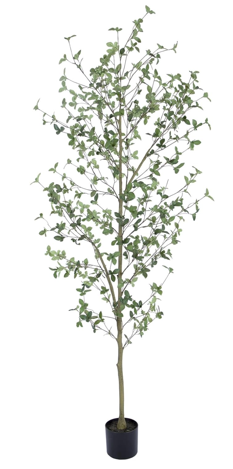 Quince Leaf Tree