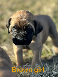 English mastiff puppy