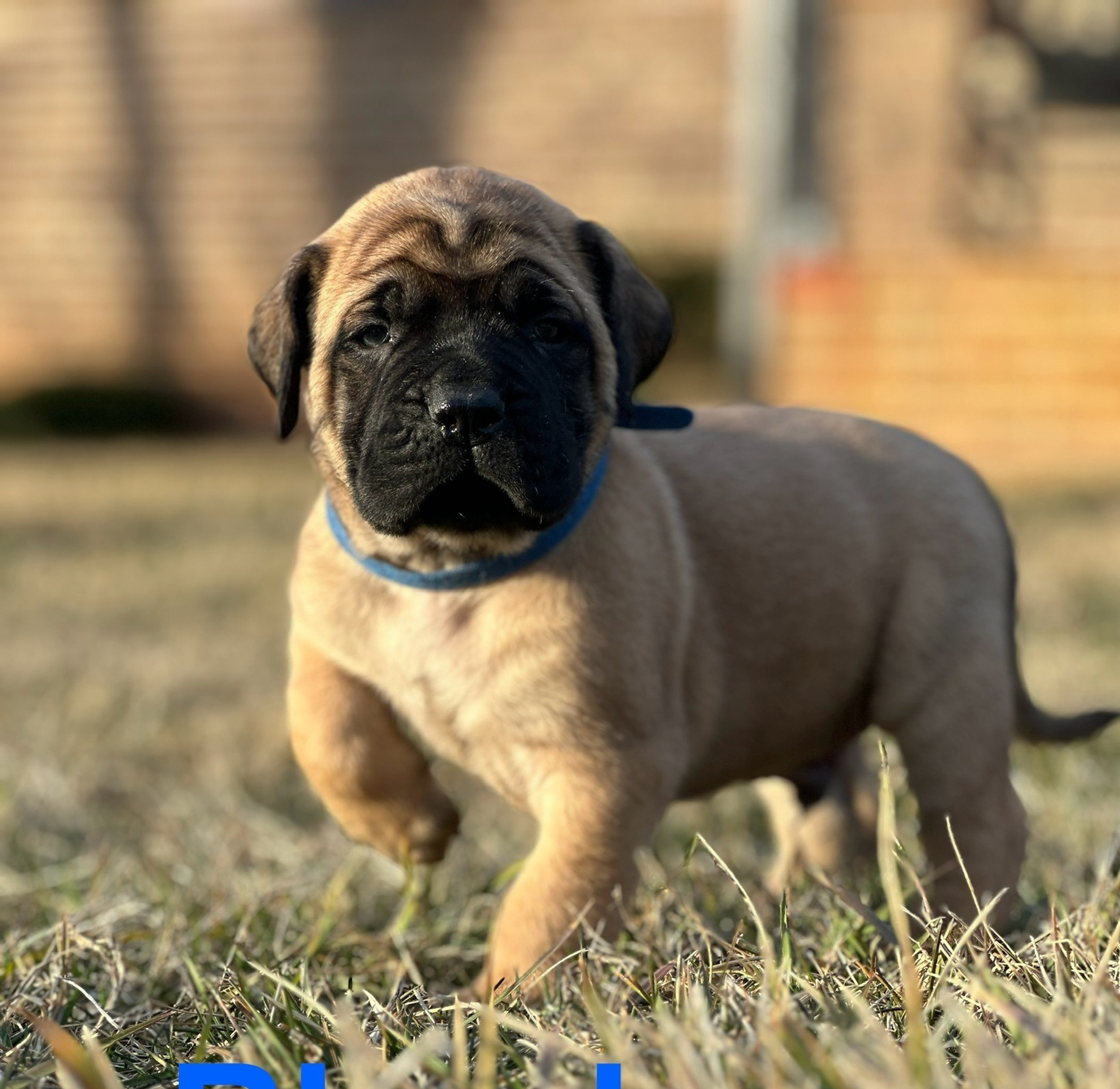 Black English Mastiff Puppies Black English Mastiff Puppies