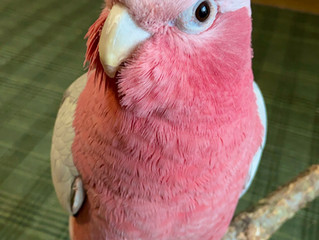 <鳥さん個別相談・飼い主さんの声3>春ちゃん・モモイロインコ|咬みつき改善etc