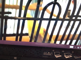 鳥さんに学ぶ:トレーニングのポイント4【ウチのコに合わせたトレーニング】