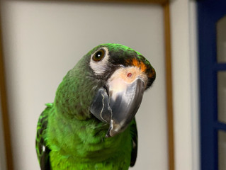 <鳥さん個別相談・飼い主さんの声4>ルイちゃん・ズアカハネナガインコ|咬み癖改善etc
