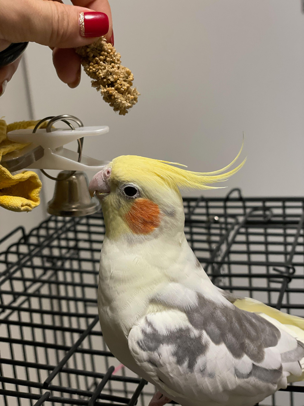 鳥さん個別相談 飼い主さんの声2 ミカンちゃん オカメインコ 呼び鳴き改善 エンリッチメント 鳥さん個別相談 飼い主さんの声2 ミカンちゃん オカメインコ 呼び鳴き改善 エンリッチメント