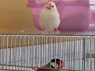 <鳥さん個別相談・飼い主さんの声5>ちえちゃん・文鳥|キャリートレーニング