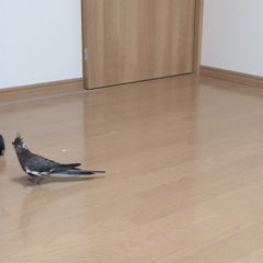 鳥さんとお引越し【お引越し前の準備】