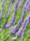 Thumbnail: Lavender Soap