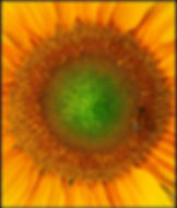 Sunflower by Ian Byers